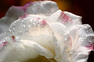 Epic喜加二：《遗忘国度之闲置冠军电脑版》、《红视2》免费